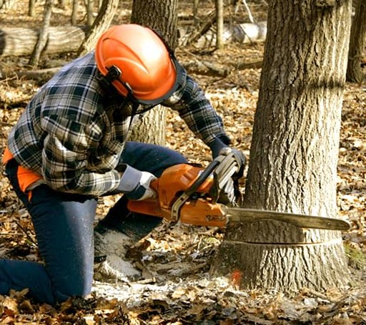 Tree Removal in Burrton, KS
